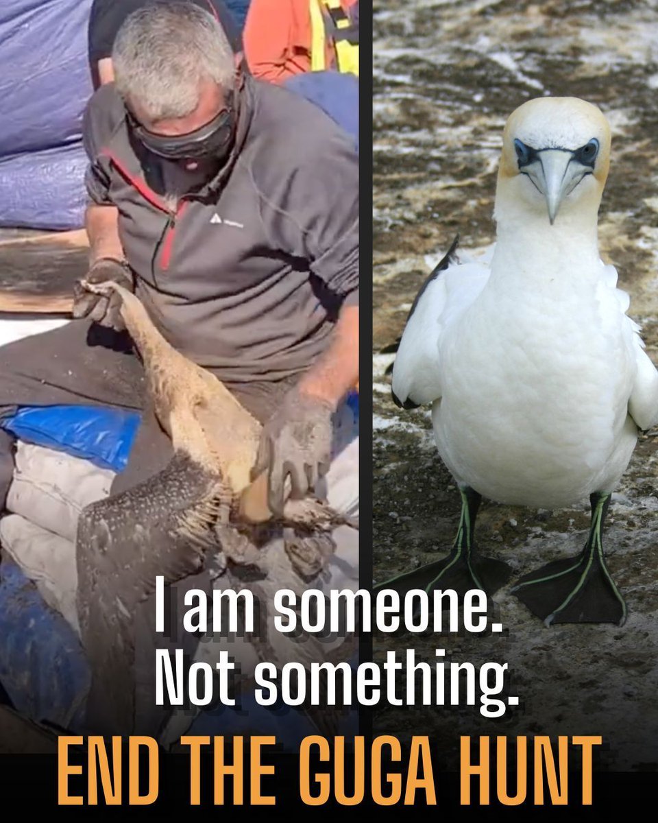 ProtectTheWild_'s tweet photo. Gannets are magnificent seabirds, with lives of their own. Not products for us to use and abuse. https://t.co/VblToaPX2t