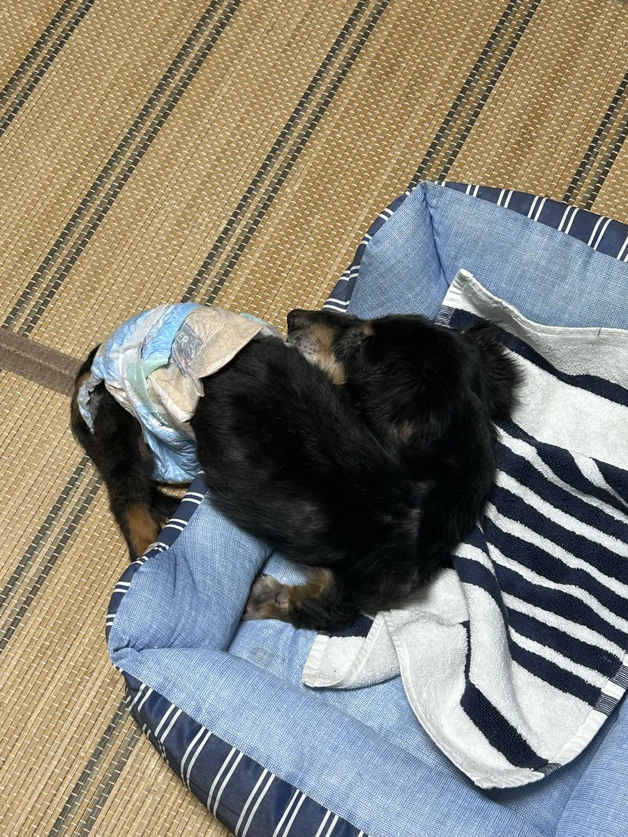 melon4th_0128's tweet photo. 二つ折り https://t.co/2fsstRCaLz
