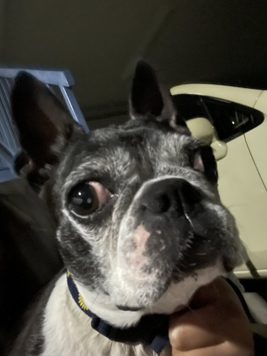 wan_trimming's tweet photo. 💡迷い犬💡
わんちゃんは無事、飼い主様の元へ帰れたのかな…？
お家に帰れたら良いんだけど💦🏠

＃旭川
＃旭川豊岡付近
＃白黒犬
＃ボステリ
＃迷子犬 https://t.co/pCEFd1zNZl