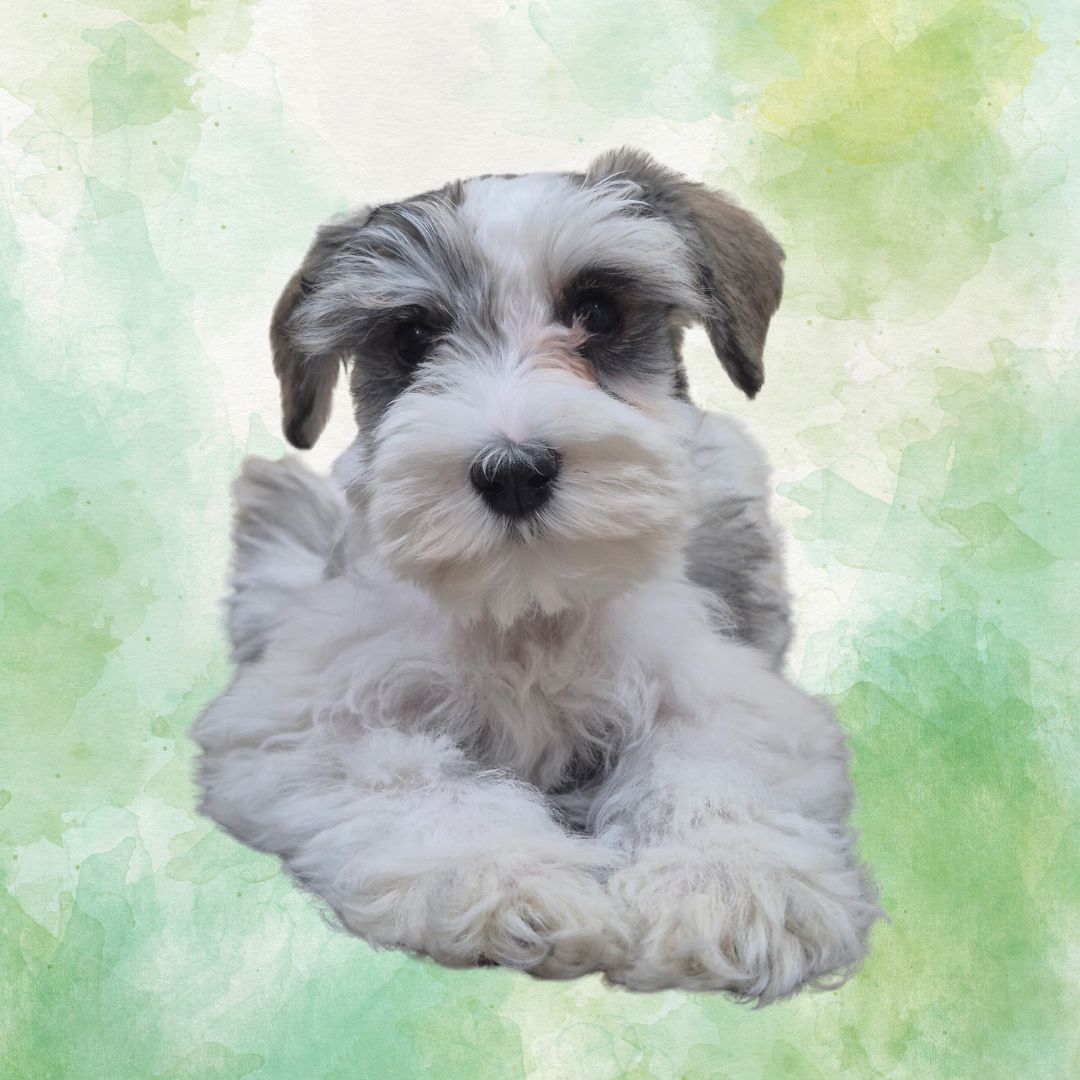 PrattsPets_EM's tweet photo. Meet Charlie and Oakley!
Breed: Miniature Schnauzer
Sex: Male
DOB: 4/25/26
El-Mirage Location - 623-544-1544
Call or message for more information! https://t.co/gyfPRBHGqj