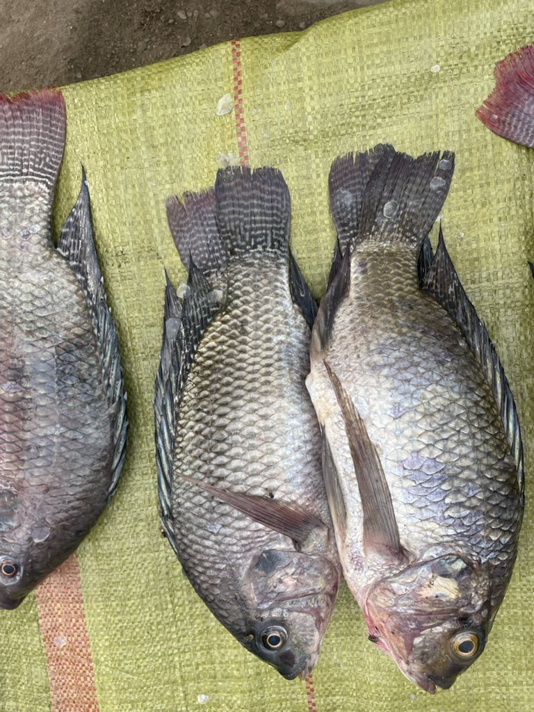 MarekaMalili's tweet photo. Wakuu mlio Tanga, sasa Samaki Fresh au wa Kukaanga wanakufikia Tanga bila Jasho.
Chuma inaondoka saa 9 mchana, mzigo wako unapokea saa 1 asubuhi kesho yake.
Hakuna kuunga unga tena.
0762344677 https://t.co/uOXPE5vjJN