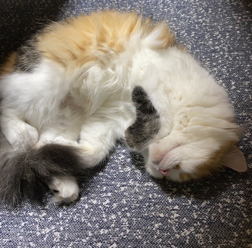 yoshiha_space's tweet photo. #今日の足長マンチカンその名もキュア
今し方、寝ている所を激写。 https://t.co/YTWhXI6n9G