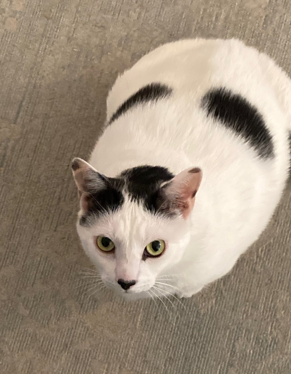 Naptowncats's tweet photo. Gonna be a HOT one today guys...🥵😰Stay cool and have a happy #FourthofJulyEve 🖤🤍🖤Milo https://t.co/wc3E5WJbwp