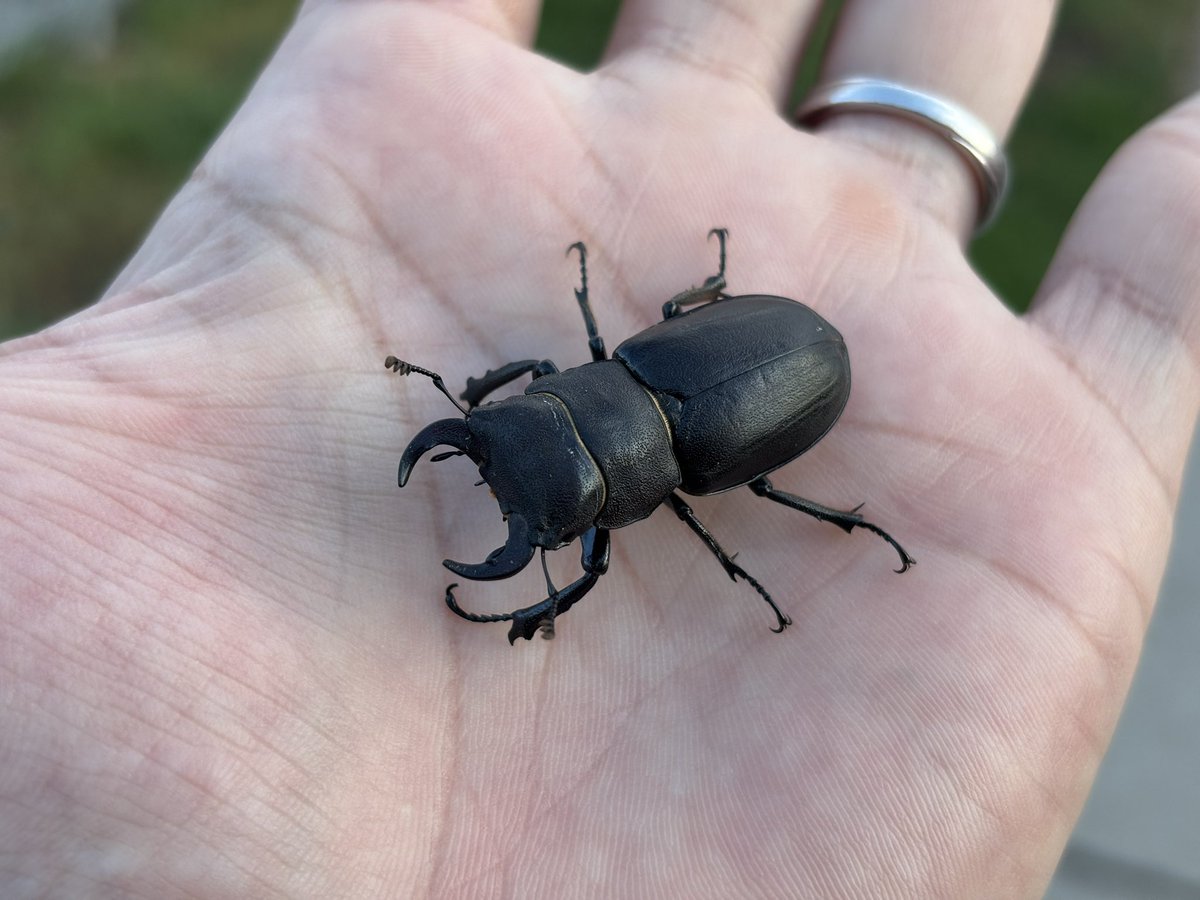 owee_dynastes's tweet photo. 【Lucanus mazama】行動時間は日没前後が主なようです。発生エリアでは、地面から這い出てくる音や様子を確認することができます。オスは比較的発見できますが、メスはまた見つけられていません。 https://t.co/8sl01fOEZt