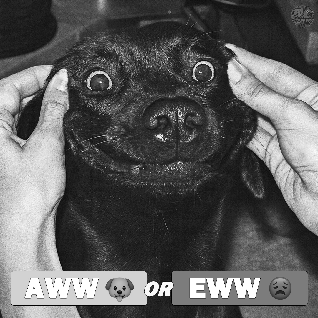 aww_or_eww's tweet photo. https://t.co/3BnfpOMXZ3 contest almost over. Just over a day left!

USDC prizes. 

https://t.co/oGYPvTOcEY

#AWWorEWW #CryptoMarket #Contest #Bitcoin https://t.co/5apCaM1Hx2