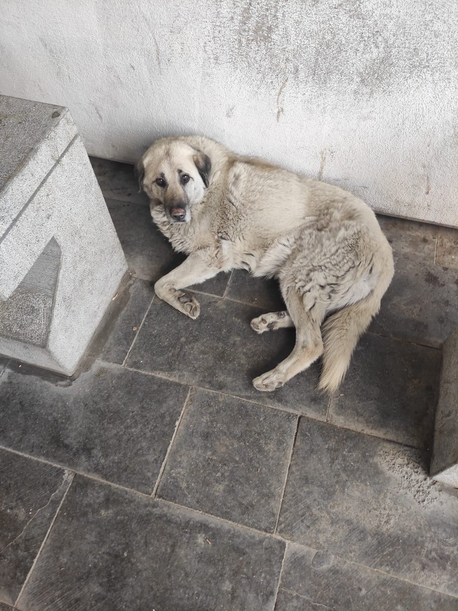 AvTugbaGursoy's tweet photo. Çankaya Belediyesi yine cinayet işledi. Köpeğimiz Betty, sabah saatlerinde anesteziyle alınmış, tespit ettik. Artık o kadar umursamaz olmuşlar, o kadar alışmışlar ki öldürmeye gayet rahat “o köpek öldü” diyebildiler. Ankara’da toplanan 52 bin köpek, toplam barınak kapasitesi 14 bin. Kalanları hepsi böyle cinayetlere kurban gittiler. Ne istediniz Betty’den, diğerlerinden?  @cankayabelediye Hüseyin Can Güner doğruları duymaktan rahatsız olup engellemeseydi onu da etiketleyecektim. Siz iletirsiniz. Katilsin Çankaya Belediyesi.