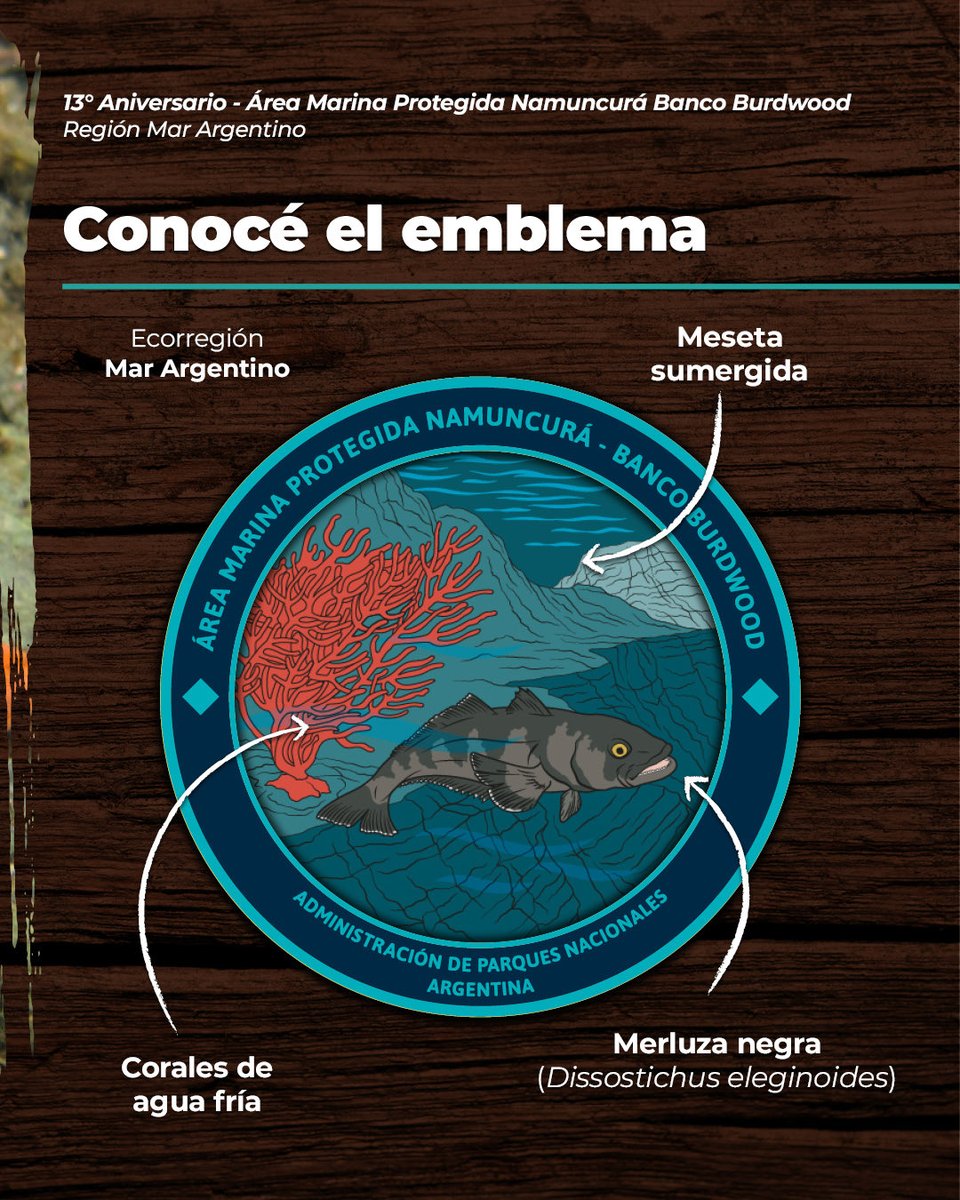ParquesOficial's tweet photo. 🎂 ¡Hoy es el 13º aniversario del Área Marina Protegida Namuncurá - Banco Burdwood! 🌊

📍 Ubicada en el Océano Atlántico Sudoccidental, fue creada en el 2013 y es la primera área marina protegida del país 🇦🇷.

¡Felicidades Namuncurá - Banco Burdwood! 🙌🥳

#ParquesNacionales https://t.co/5M1jEoFmkT