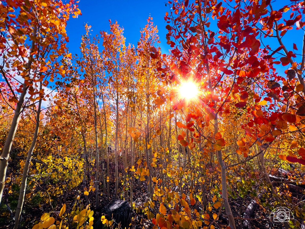 erinmdorffette's tweet photo. The unsung hero of nature, trees bring simple beauty and stunning fall color to our world. A quiet reminder to get outside and look up.
Shop now → https://t.co/k10VTxY21v
#Trees #FallColors #Aspens #Leaves #FineArt #WallArt #GetOutside https://t.co/tY6VqtcDUD