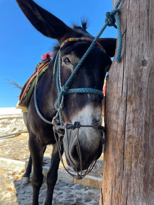 amanda_npo's tweet photo. Santorin. XXIe siècle.

Des dizaines d'ânes sont exploités pendant des heures pour transporter les touristes et leurs bagages dans les escaliers, car ils refusent de bouger d'un pouce. https://t.co/lggYImOZLm
