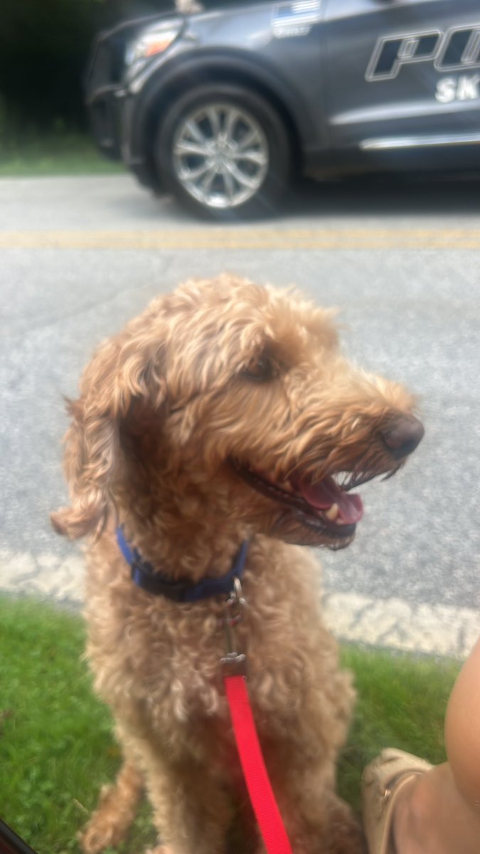 kimproblemz's tweet photo. A whole parade and he's only watching me https://t.co/4Qmb19EaCB