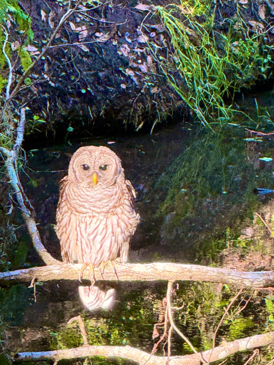 Meeshell_11's tweet photo. July 🥥💙🦉 https://t.co/45WJ5O8KBg