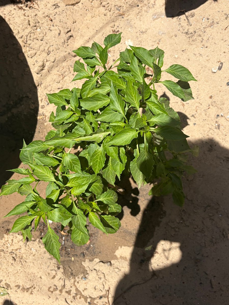_Raji__'s tweet photo. My father and I planted another pepper plant. Where ever we go we hope to leave apart of ourselves embedded in our soil. https://t.co/OenCrZjpfa