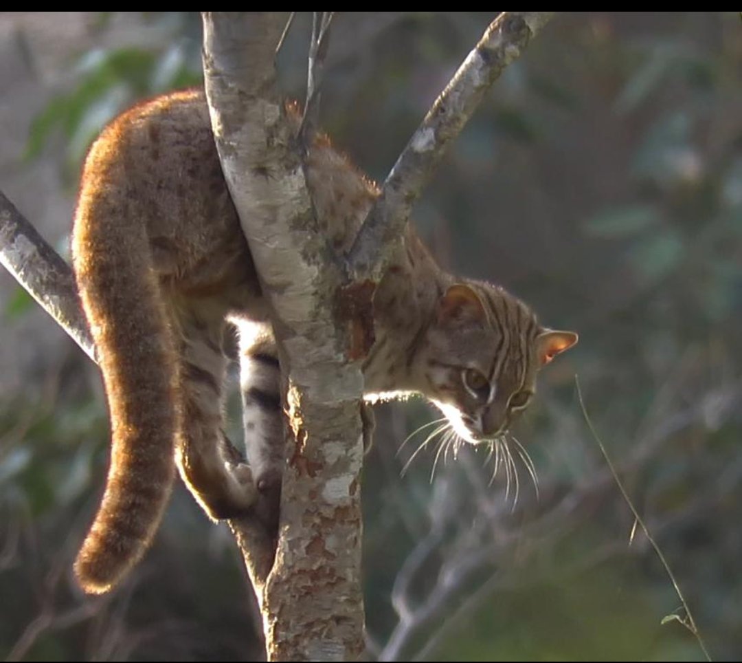 sonofagor's tweet photo. 🐱⚡ Smaller than many house cats, but born to hunt.
The rusty spotted cat is one of the world's smallest wild cats, found in India and Sri Lanka.
Despite its tiny size, it's a fearless, agile hunter that catches rodents, birds, and lizards.
Females usually give birth to 1–3 kittens, teaching them survival skills from an early age.
Small body, mighty predator🐱🐱🐱
#RustySpottedCat #WildlifeFacts #Nature