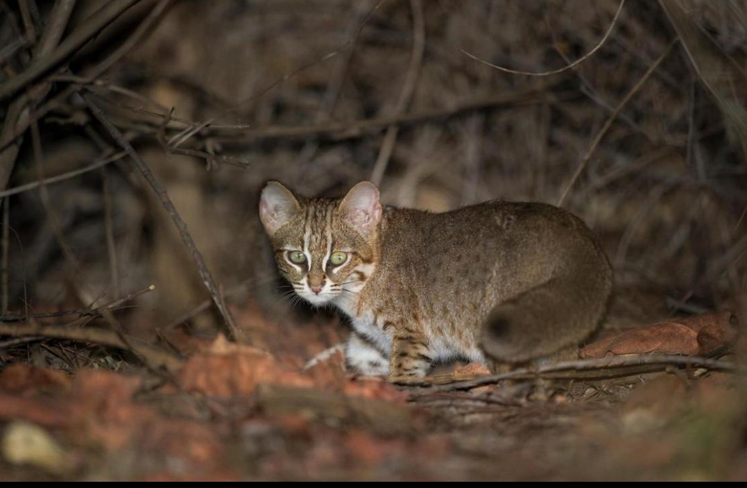 sonofagor's tweet photo. 🐱⚡ Smaller than many house cats, but born to hunt.
The rusty spotted cat is one of the world's smallest wild cats, found in India and Sri Lanka.
Despite its tiny size, it's a fearless, agile hunter that catches rodents, birds, and lizards.
Females usually give birth to 1–3 kittens, teaching them survival skills from an early age.
Small body, mighty predator🐱🐱🐱
#RustySpottedCat #WildlifeFacts #Nature