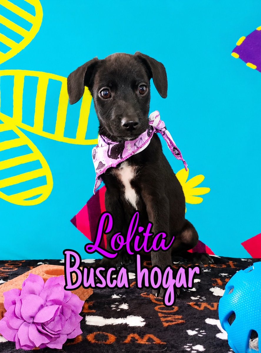 AsociacionMi's tweet photo. Antes de que llegue otro rescate, necesitamos que ellos encuentren un hogar. 💔🐾 Si no hay adopciones, simplemente no podemos seguir rescatando más vidas. Ellos solo buscan el amor de su vida: están esterilizados, vacunados y esperando una familia que les abra su corazón. 🥹🏡❤️

Escríbenos al WhatsApp 3118009018 💙💙🩷🩷