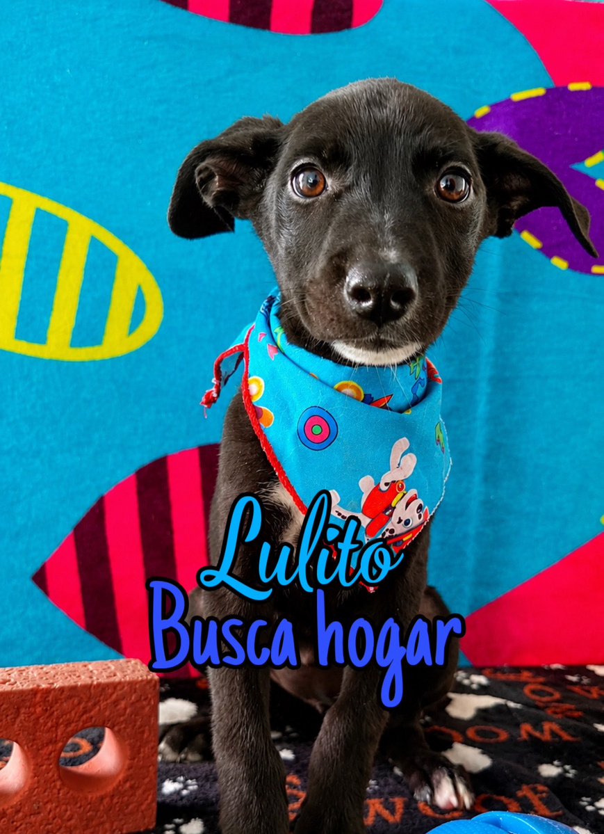 AsociacionMi's tweet photo. Antes de que llegue otro rescate, necesitamos que ellos encuentren un hogar. 💔🐾 Si no hay adopciones, simplemente no podemos seguir rescatando más vidas. Ellos solo buscan el amor de su vida: están esterilizados, vacunados y esperando una familia que les abra su corazón. 🥹🏡❤️

Escríbenos al WhatsApp 3118009018 💙💙🩷🩷