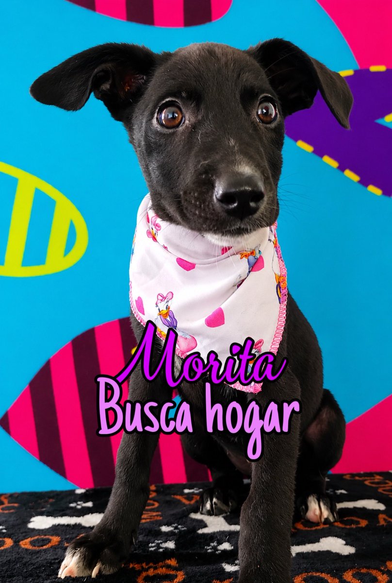 AsociacionMi's tweet photo. Antes de que llegue otro rescate, necesitamos que ellos encuentren un hogar. 💔🐾 Si no hay adopciones, simplemente no podemos seguir rescatando más vidas. Ellos solo buscan el amor de su vida: están esterilizados, vacunados y esperando una familia que les abra su corazón. 🥹🏡❤️

Escríbenos al WhatsApp 3118009018 💙💙🩷🩷