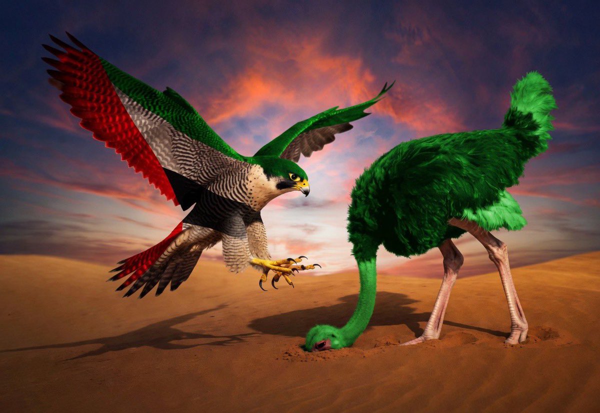 toofan_aqsa's tweet photo. السعودي شغل وضع النعامة وفر هارباً صدق الإماراتيين عندما قالو نعامة https://t.co/kq4MgcQcTr