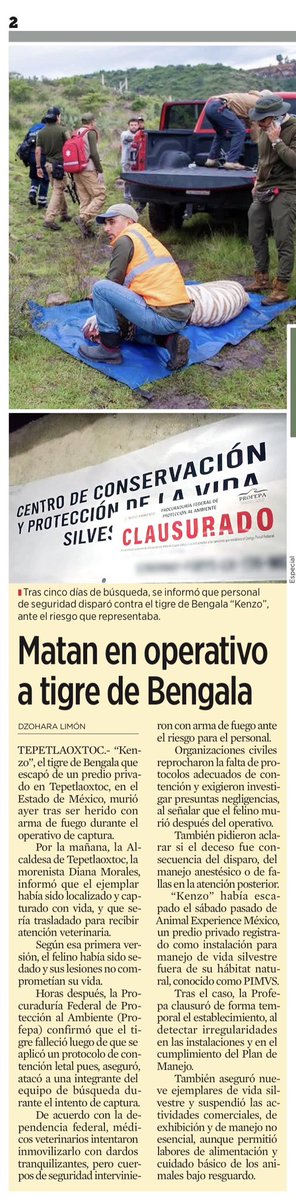 JLozanoA's tweet photo. 🚨Salieron tan pero tan pendejos e insensibles que, para capturar a un tigre que se había pelado, su única opción fue matarlo. ¿No bastaba con sedarlo? ¿No tenían cómo hacerlo? 

La @PROFEPA_Mx se suma a la lista de ineptos que caracterizan a este #narcogobierno @Reforma

#Kenzo https://t.co/xf2v6TUzNO