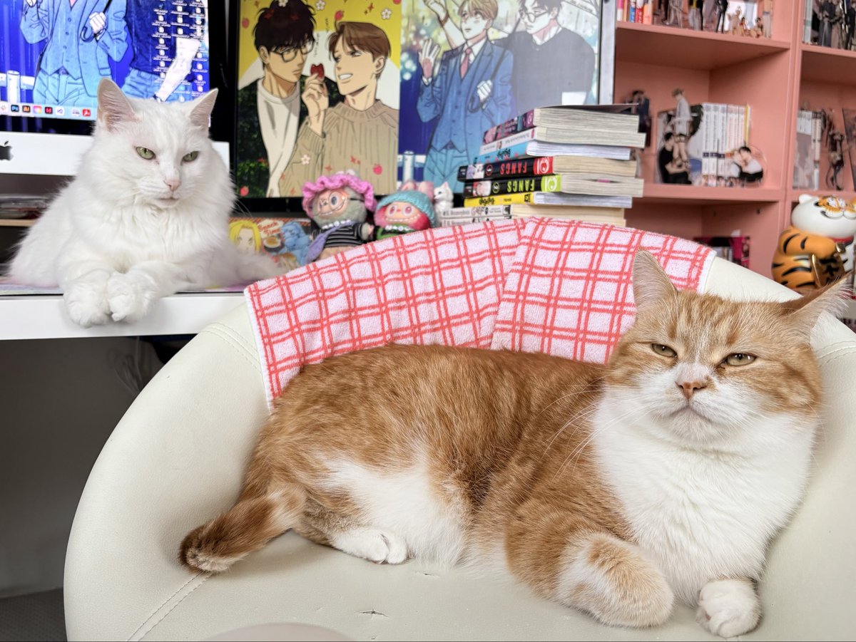 Shaopailong's tweet photo. Archie makes the dumbest faces when I try to take photos like cmon dude
Meanwhile Calista 💅🫦📸 https://t.co/q3ugqSYjgG