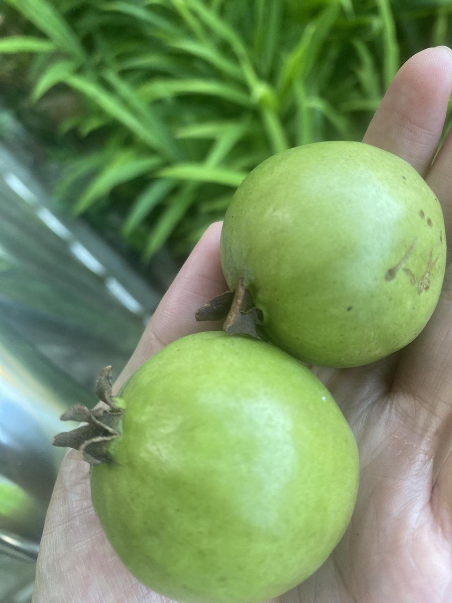 DanielKoret's tweet photo. Just unpacked the yummiest matcha cookies  Grabbing a pack for each of my roommates—sharing is caring, especially when treats hit this good! Who’s your go-to snack buddy， https://t.co/X1mlQqJMpO