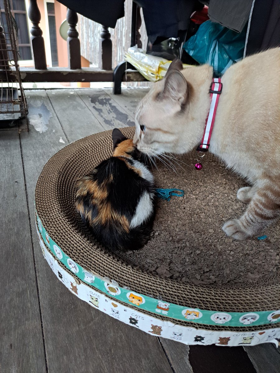 _myungcha's tweet photo. Hari ni saya adopt kucing baru. So rapael dapat adik baru. Say hi to Jawa ❤️ https://t.co/caXLt6FKK9