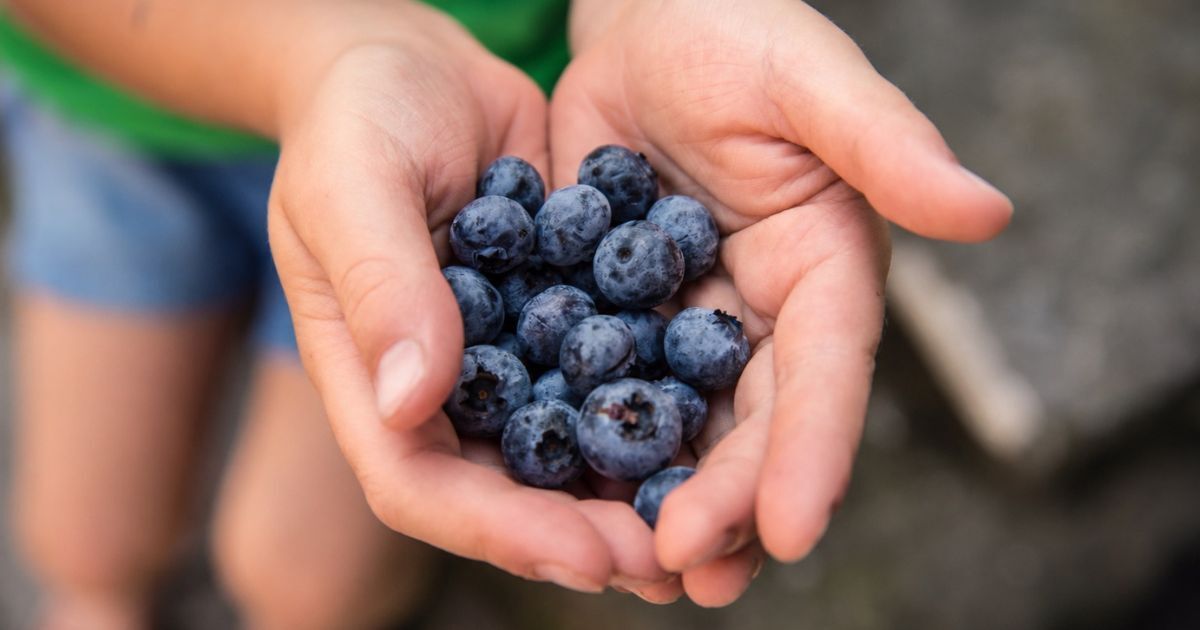 MurphyInsurance's tweet photo. If blueberries are your favorite summer treat, this festival is for you!
Head to the #BlueberryFestival at #VandervalkFarmWinery!
๐
Sat, July 11
๐ 11 AM to 5 PM
๐ 25 Lovell St. #MendonMA
Pick-your-own blueberries, blueberry wine & beer, food trucks, artisan vendors, wagon rides & more!
๐ https://t.co/Ch2gnAlzXx
#SweetBlueberries #FamilyFun #FoodTrucks #MurphyInsurance