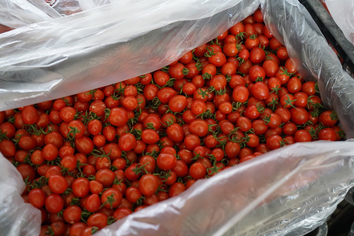 EllennaMk's tweet photo. Just tried the new organic cherry tomatoes from local farms—burst with natural sweetness, no weird aftertaste at all. Perfect for quick salads or snacking. 10/10 would grab again! https://t.co/PYM6S9Uj6J