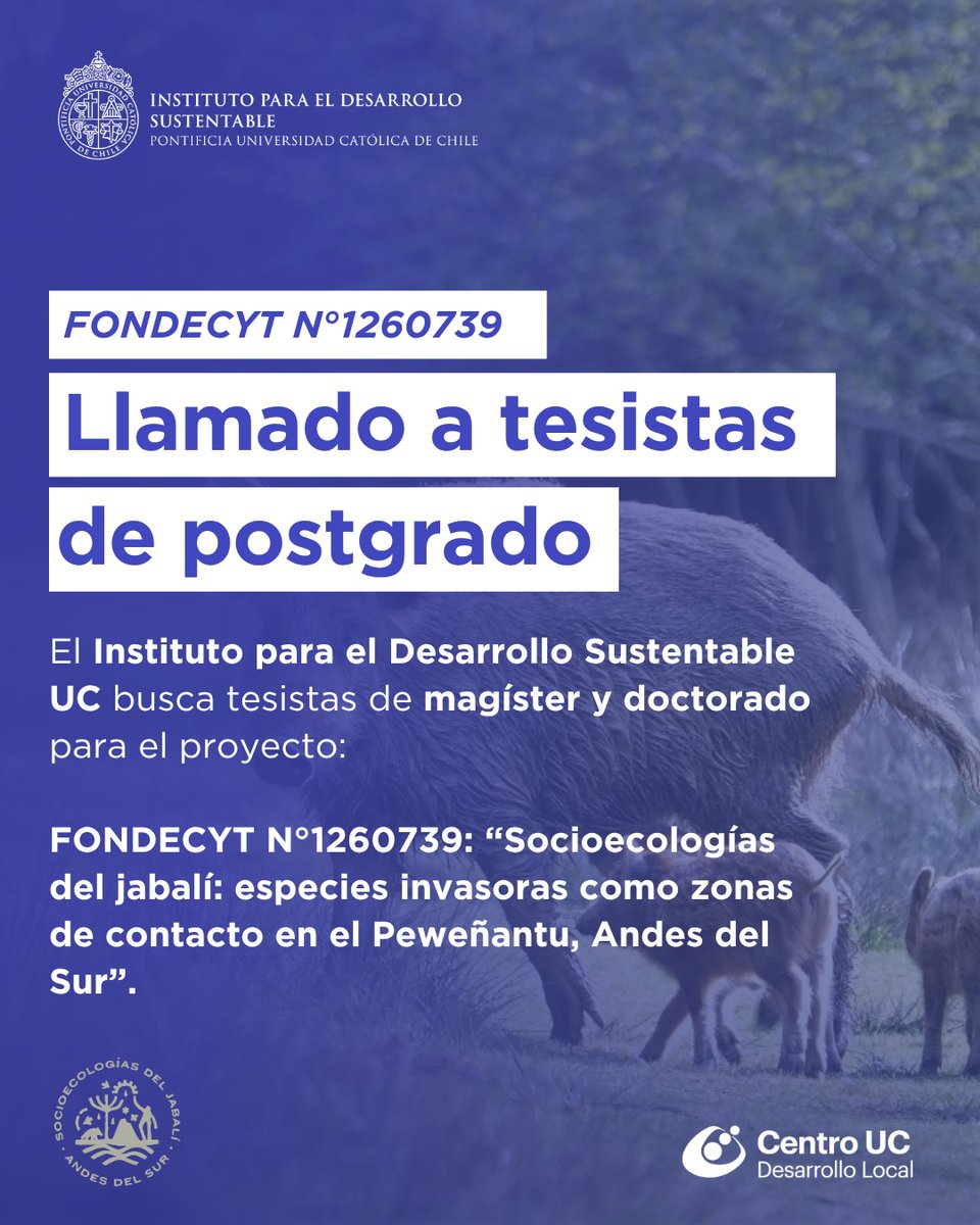 ManuelTironi's tweet photo. LLAMADO A TESISTAS POSTGRADO

Fondecyt 1260739, "Wild boar socioecologies: invasive species as contact zones in the Peweñantu, Southern Los Andes"

Interesad*s en socioecología, relaciones multiespecie, historia y antropología ambiental

Apoyo: $1M (magister), $2M (doctorado) https://t.co/oVyBTx6m4q