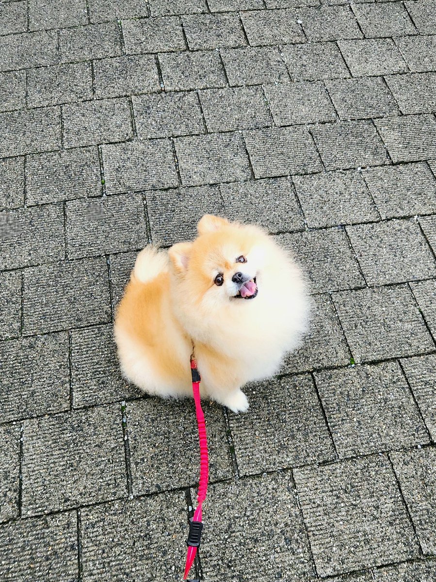 ninaninapome's tweet photo. 雨にも負けず、風にも負けず、梅雨の湿気にも負けぬ、ふわふわモフモフな体を持つニナです。😌
夏の暑さには負けます…🙄☀ https://t.co/rayQdKMhow