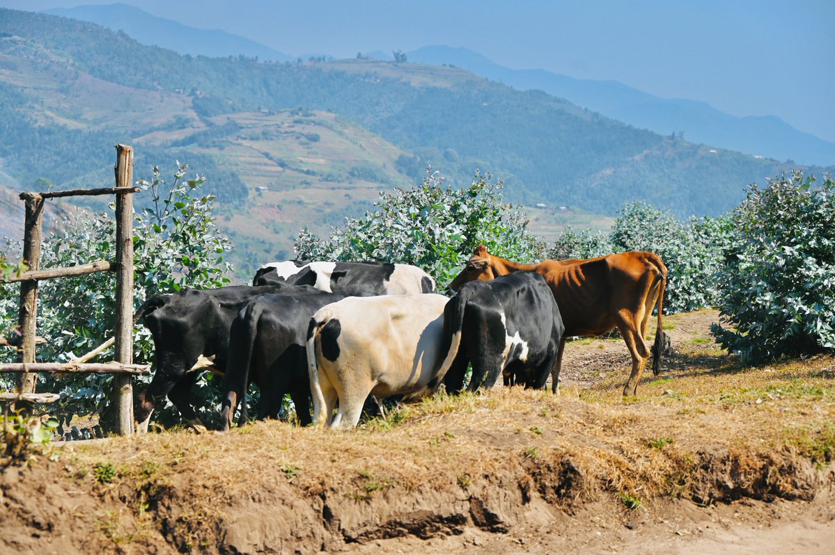 FH_Rwanda's tweet photo. In solidarity with the people of Karongi District, FH Rwanda honored the lives lost during the Genocide against the Tutsi in Bisesero. With generous support of FH donor Mr. Jean Hahling from @FHSuisse, we donated 45 cows to vulnerable households, supporting healing and resilience https://t.co/SKLTxICU00