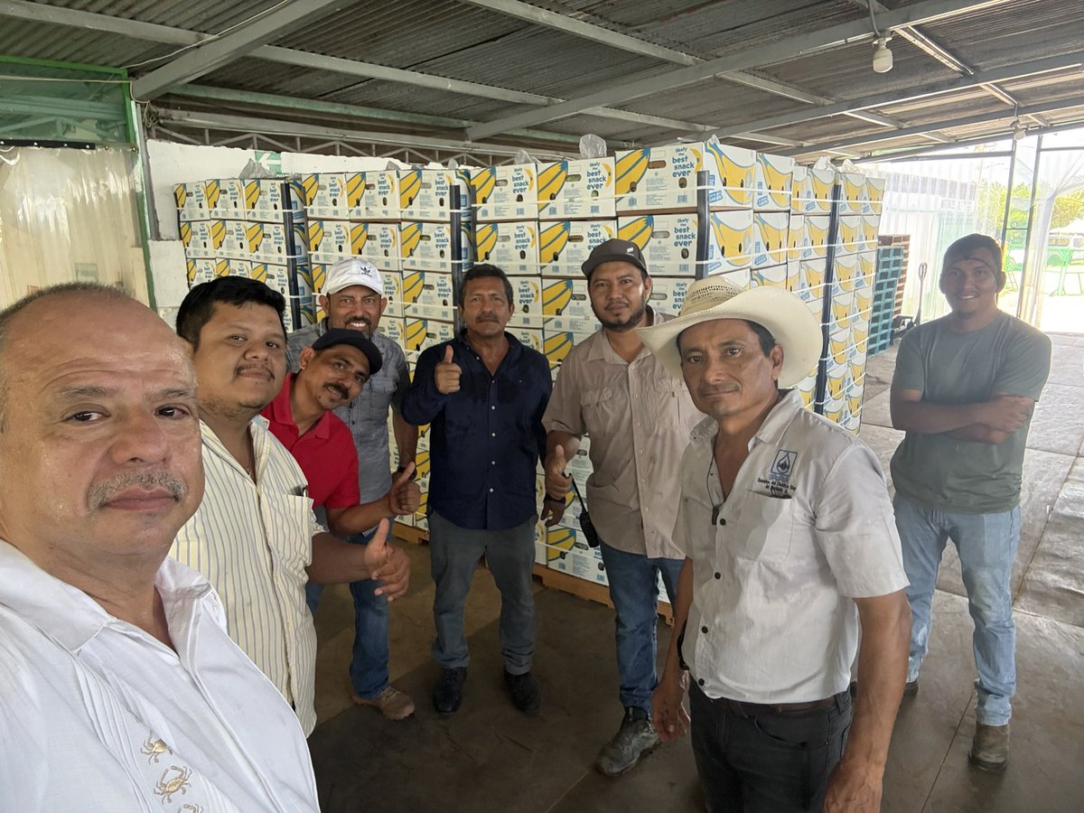 luisgure's tweet photo. Visitamos el ejido Miguel Aleman en Suchiate, una comunidad de 900 habitantes,  y que es un ejemplo de empresa social que agrupa a 400 productores de plátano Chiapas y da empleo a 300 personas. El 80% de su producción se exporta a 🇺🇸 . https://t.co/8XGlQvxKen