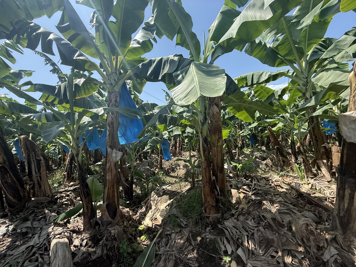 luisgure's tweet photo. Visitamos el ejido Miguel Aleman en Suchiate, una comunidad de 900 habitantes,  y que es un ejemplo de empresa social que agrupa a 400 productores de plátano Chiapas y da empleo a 300 personas. El 80% de su producción se exporta a 🇺🇸 . https://t.co/8XGlQvxKen