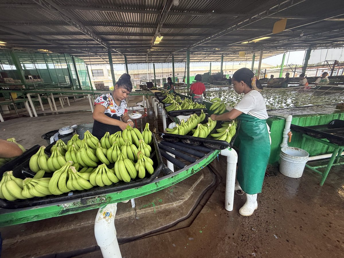 luisgure's tweet photo. Visitamos el ejido Miguel Aleman en Suchiate, una comunidad de 900 habitantes,  y que es un ejemplo de empresa social que agrupa a 400 productores de plátano Chiapas y da empleo a 300 personas. El 80% de su producción se exporta a 🇺🇸 . https://t.co/8XGlQvxKen