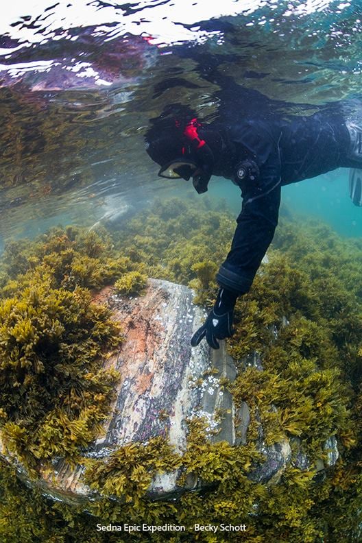 SusanREaton_Geo's tweet photo. Ever heard of #snorkelgeology? Water plus geology equals my happy place... During an ocean science and dive & snorkel expedition to SW Greenland with @seawomenexpeds, I discovered this beautiful "gneiss" rock chock-a-block full of snowball garnets.
#oceans #geologist @UNOceanDecade
