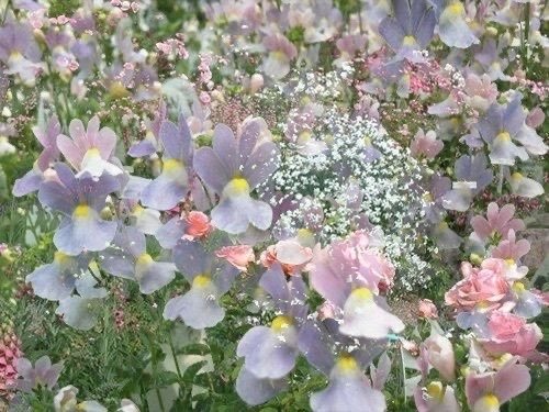 bloomele_'s tweet photo. petal power. https://t.co/3XLZIq08Wf