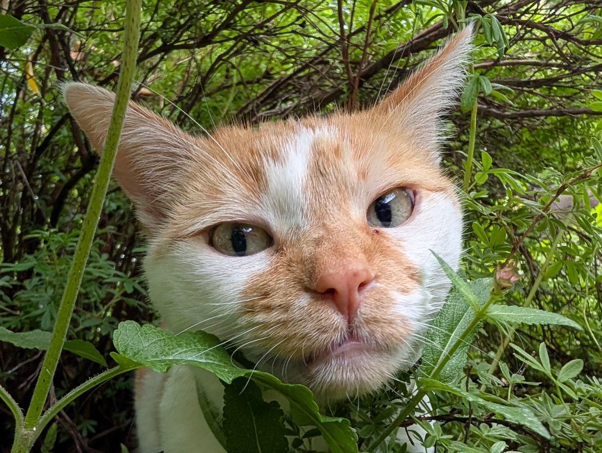 FartyCheddarCat tweet picture