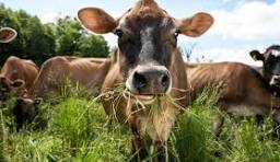 NarcoNeocon's tweet photo. @KorahSons "Stop eating grass" https://t.co/IFGA3QeEru