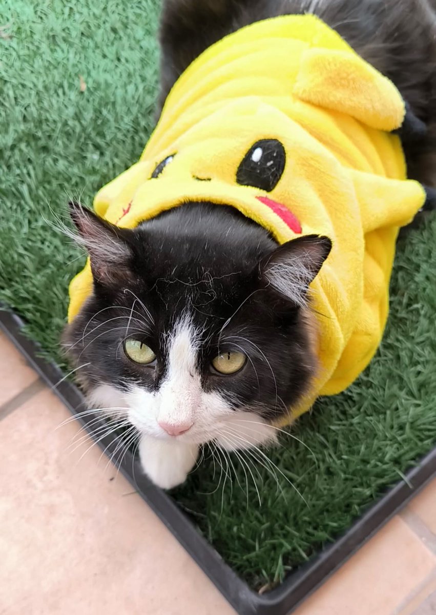 arca_satoshi's tweet photo. ¿Ganas de adoptar un Pikachote como Romeo? 😅

Nuestro hermoso Romeo, tan guapo, tan lindo, tan sociable, tan comelón, tan panzón,  sigue a la espera de ser capturado por el corazón de alguno de ustedes. 🤗

De verdad,  muchigente,  no se dejen llevar por eso de «ay, es que es adulto y lo quiero ver crecer/no se va a adaptar» 🙄 no solo es mentira,  jaja, sino que además exhibe que la intención de adopción no es por verdadero amor y compromiso porque la cosa aquí es que los michies están diseñados completamente para amar y uno tiene que estar preparado para eso en el formato que sea cuando nos llegó el momento amar a aun michie. ♥️

Romeo es negativo a VILeF,  esta desparasitado,  esterilizado y vacunado. Es pokemón, sociable, amable, inteligente y muy amoroso. ¿Lleva su tiempo adaptarlo? Claro que si, es obvio: el amor no es asi nomás porque si, jajaja, pero la recompensa es grande, enorme para el alma. ✨️

Info al WhatsApp 55 1935 9577 
#CDMX