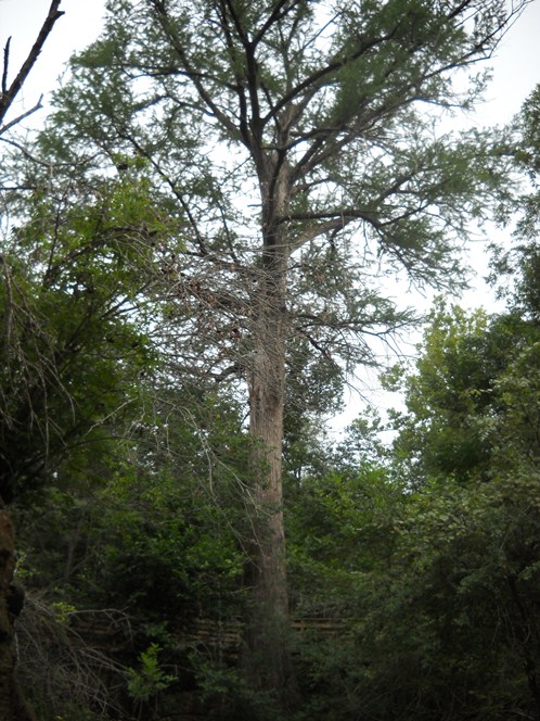 Texas A&M Forest Service tweet media