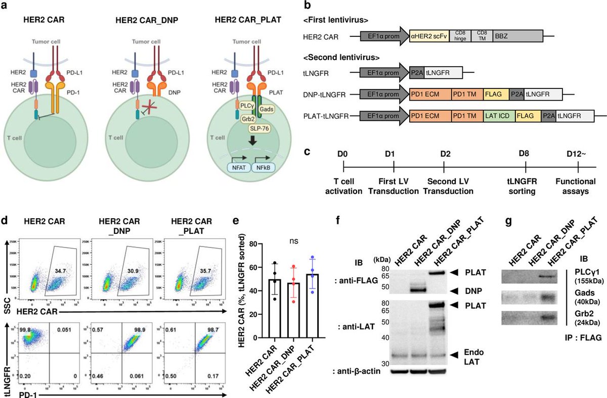 jitcancer's tweet photo. New #JITC article: "Chimeric switch scaffold protein augments CAR synapse formation and signaling networks" https://t.co/TQFZUHcLnO https://t.co/o5BYs7l6Yh