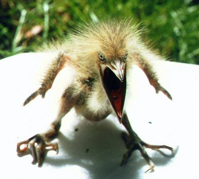RealDinoCrisis's tweet photo. Why you angry lil bro😭 https://t.co/MEVANBWErx