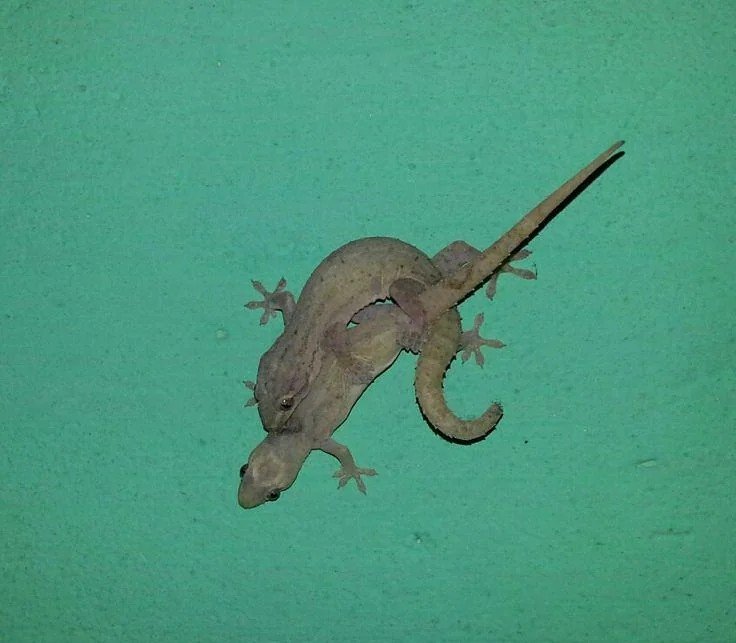 ngumaa__'s tweet photo. What type of lizards are these? https://t.co/muTSZKNAPC