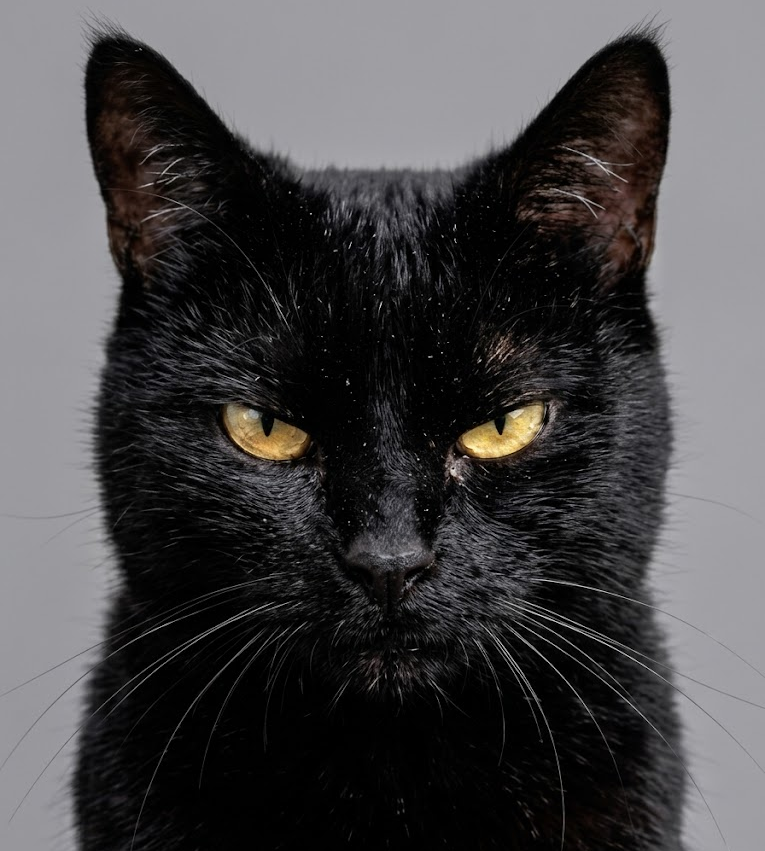 AcervoCharts's tweet photo. Nos gatos, o “modo caçador” aparece na segunda foto, não na primeira. https://t.co/ChFozLsJZO
