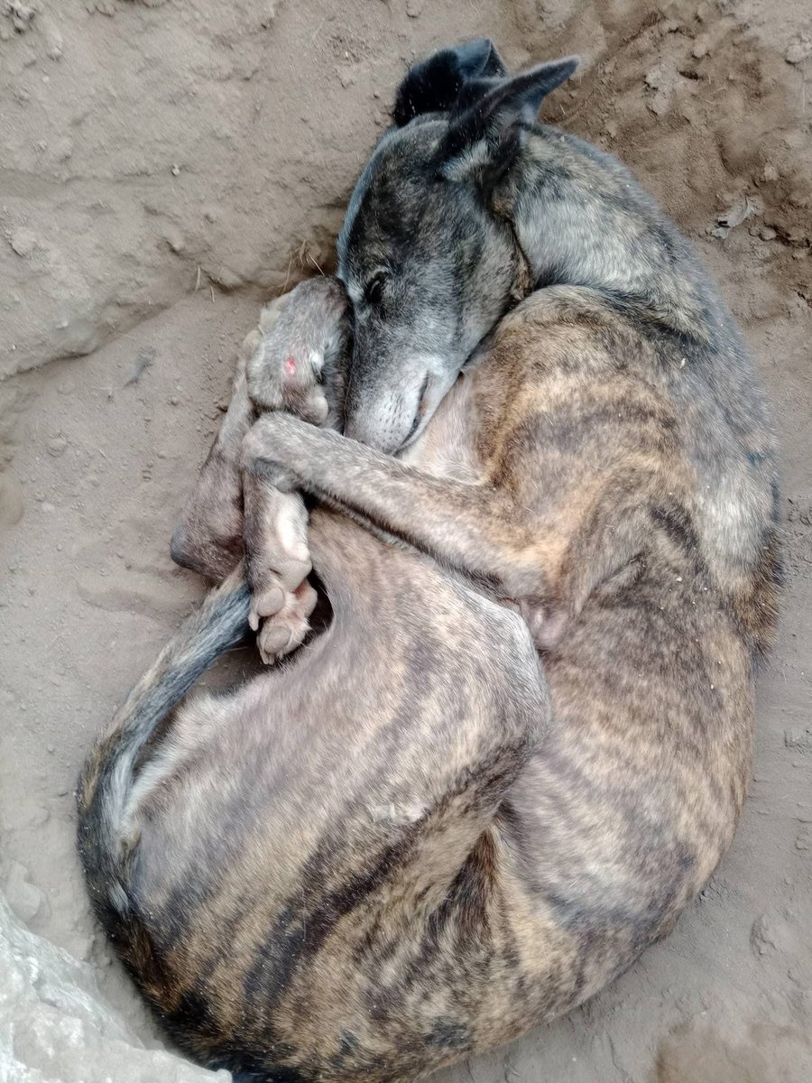 proyectogalgoar's tweet photo. ⛔️ 143 AÑOS DE PEHUAJÓ. ⛔️

Hoy la plaza se llena de banderas, música, discursos y festejos por un nuevo aniversario de la ciudad.

Mientras tanto, a pocas cuadras de ahí, en el predio municipal, ellos pasan otra mañana tirados sobre la tierra helada, intentando sobrevivir al frío. Algunos se acurrucan para conservar un poco de calor. Otros tiemblan. Muchos padecen hipotermia.
Los  Voluntarios por Sopap hacen hasta lo
Imposible para que no se pierdan vidas valiosas 🙏
Ellos No pueden elegir entrar en un lugar calefaccionado. 
No pueden pedir una manta. 
No pueden decir que tienen frío.

Ellos dependen completamente de quienes prometieron encargarse de ellos, que son los de Pehuellitas.. 

Qué contraste tan doloroso ver que mientras se celebra el orgullo de una ciudad, sus perros más indefensos siguen olvidados, durmiendo sobre el barro y el suelo congelado.

Porque una ciudad no se mide por los actos oficiales ni por los festejos en la plaza. Se mide también por cómo trata a los seres más indefensos.

Ojalá algún día, cuando llegue un nuevo aniversario de Pehuajó, no haya un solo perro pasando frío detrás de un alambrado municipal.

Ellos también son parte de Pehuajó. Y también merecen dignidad.
@PJZurro 
#Pehuajó #143Años #EllosTambiénImportan #BastaDeAbandono #BienestarAnimal #NoSonDescartables #ProyectoGalgoArgentina #Pehuellitas