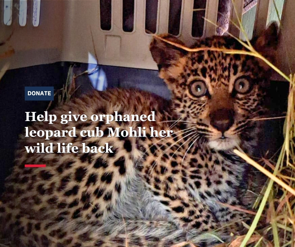 survivalanimal's tweet photo. 🇿🇦 Leopard cub Mohli was left orphaned after her mother was killed by farmers 🐆

Alone, starving &amp; caught in a trap, she almost didn't survive. Your donation can help fund her rehabilitation &amp; return to protected wild land.

🔗 Please give today: https://t.co/1XuzWWbsGV. https://t.co/2liEx0lR6L