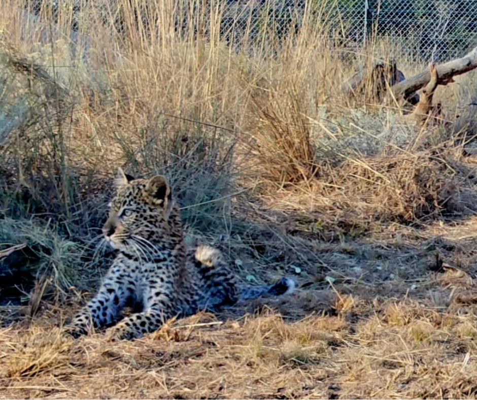 survivalanimal's tweet photo. 🇿🇦 Leopard cub Mohli was left orphaned after her mother was killed by farmers 🐆

Alone, starving &amp; caught in a trap, she almost didn't survive. Your donation can help fund her rehabilitation &amp; return to protected wild land.

🔗 Please give today: https://t.co/1XuzWWbsGV. https://t.co/2liEx0lR6L