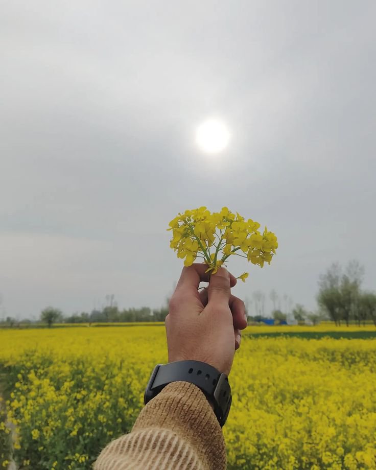 MrShiva__'s tweet photo. Quote your flower pic 
#flowertwitter https://t.co/QampxIkcdC