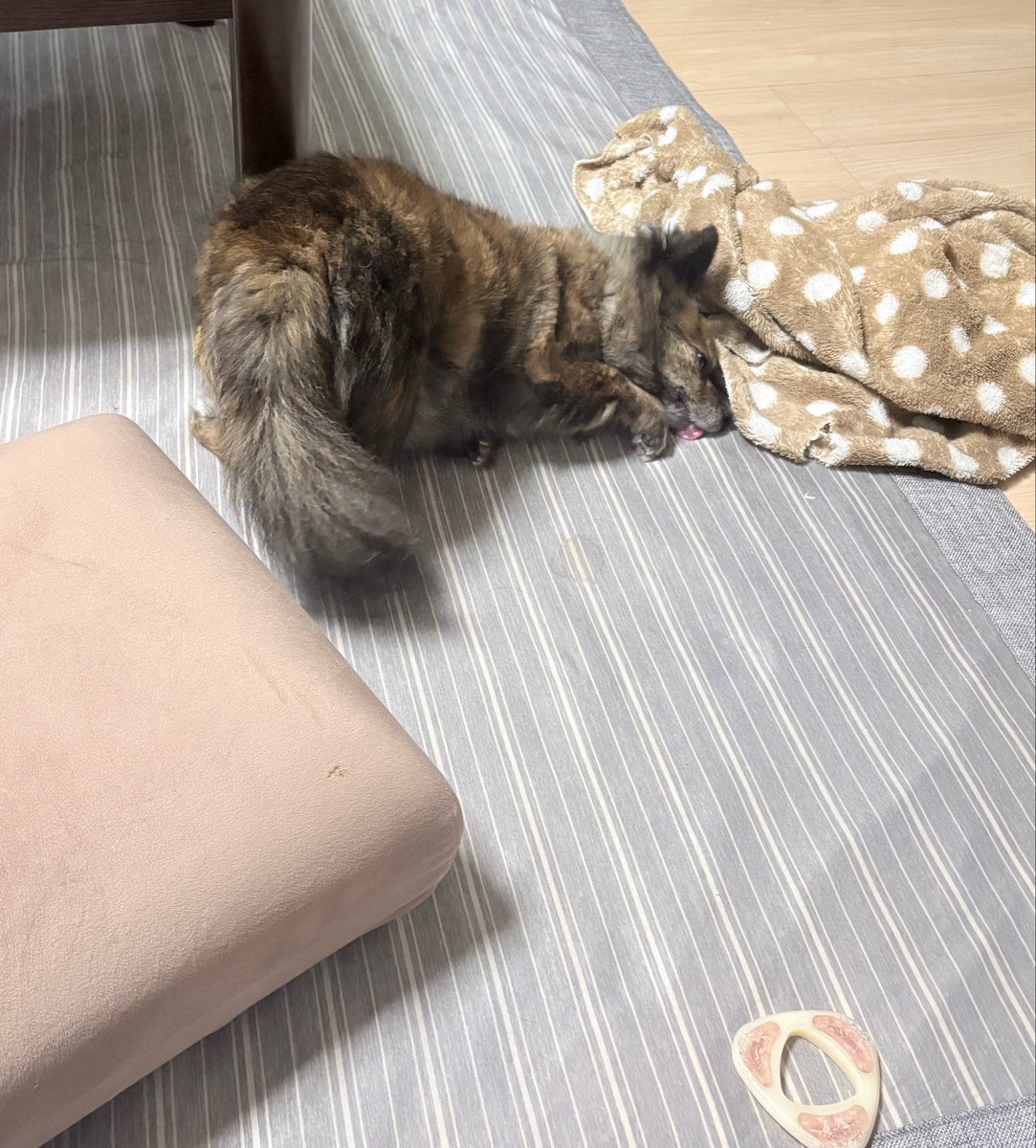 ememlf's tweet photo. 深夜まで起きてると見れるラッキーくねくねチワワ(トイレに行ってまた寝る) https://t.co/LDg6DrxaYr