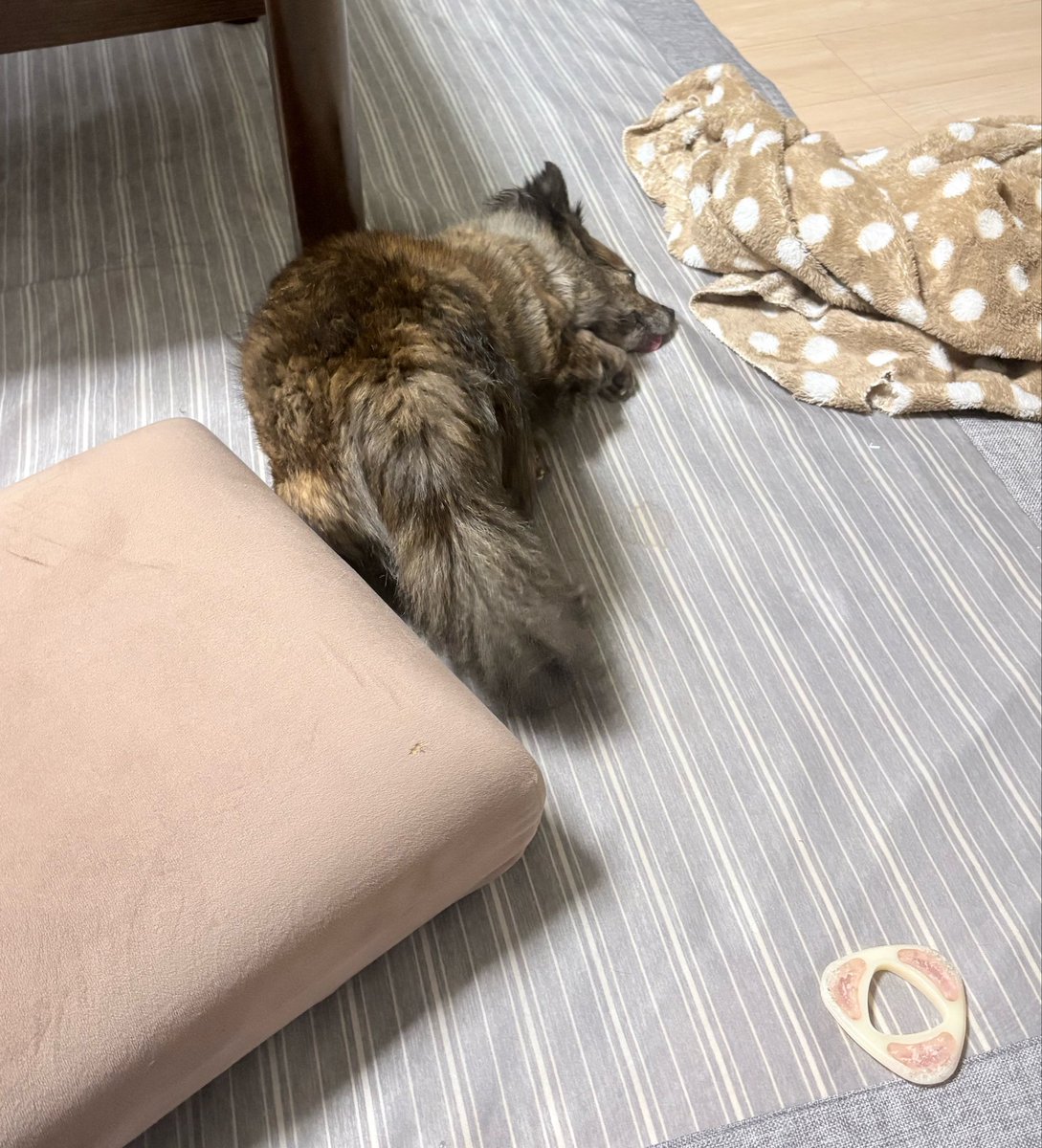 ememlf's tweet photo. 深夜まで起きてると見れるラッキーくねくねチワワ(トイレに行ってまた寝る) https://t.co/LDg6DrxaYr